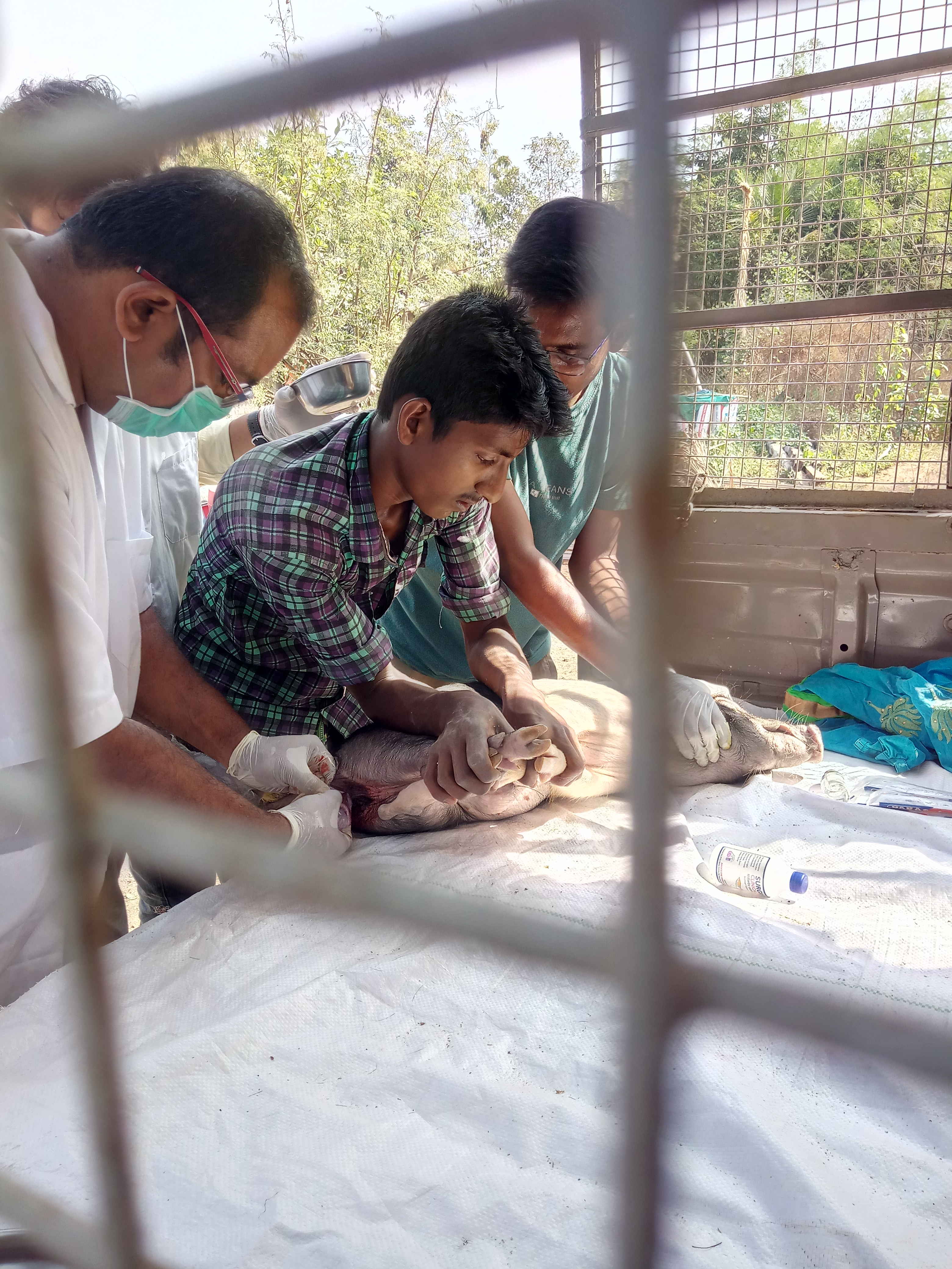 Castration Camp At Pig Farm
